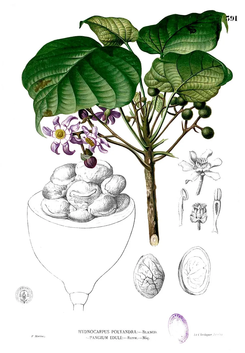 buah keluak